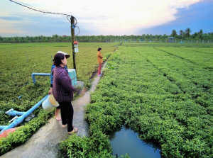 Chưa rõ nguyên nhân hoa màu ở Đồng Tháp chết bất thường hàng loạt
